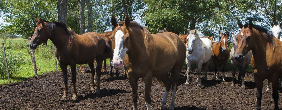 caballos
