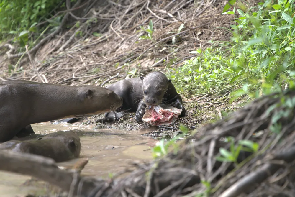 familia-de-nutrias-gigantes_1