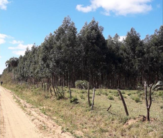 paisaje -de -Lomadas- Arenosas -con -forestacion_1