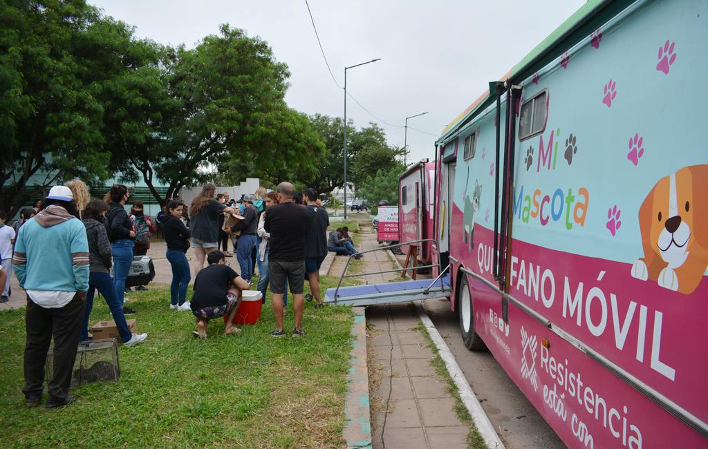 castracion-de-perros-y-gatos_1