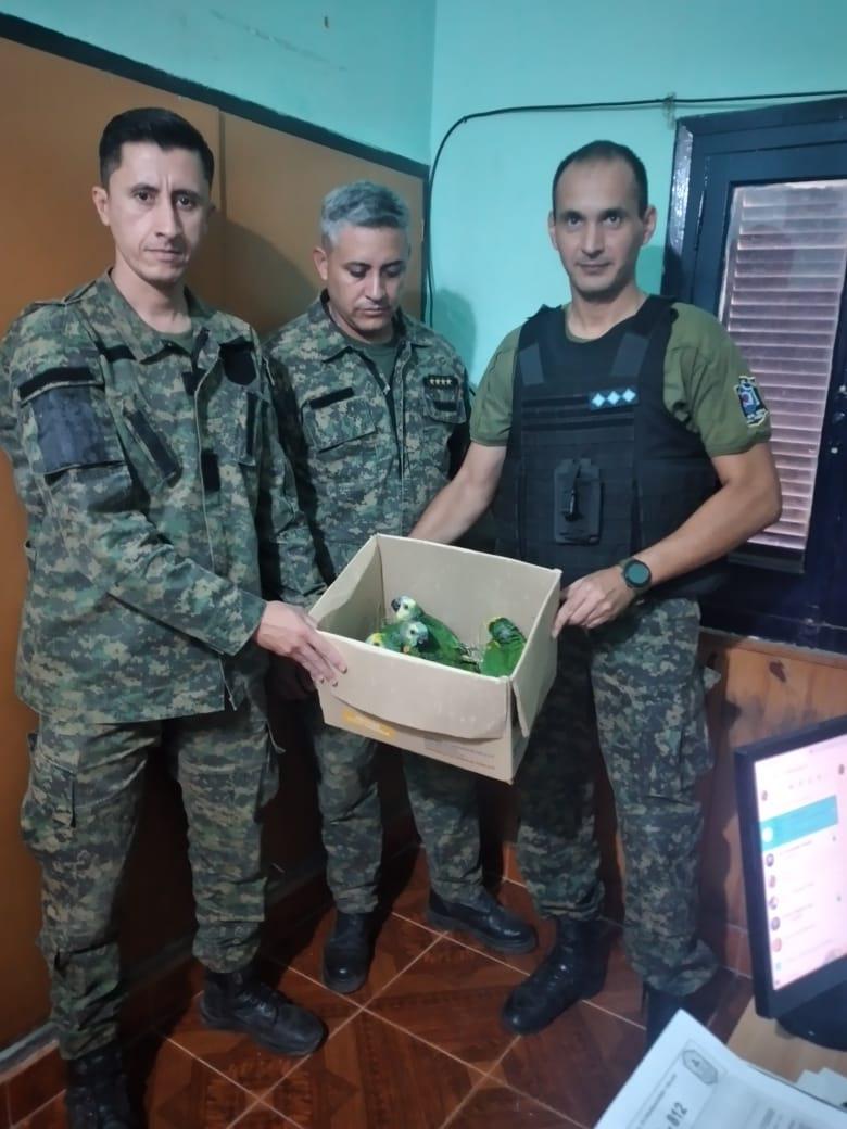 rescate-loros-hablador-chaqueno_1