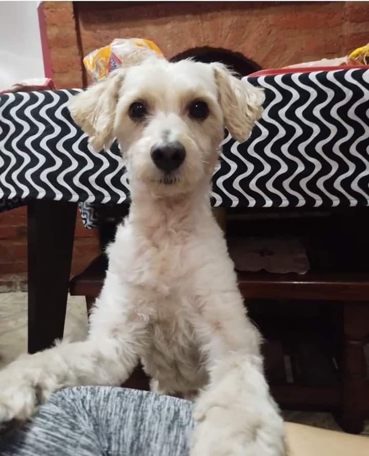 carozo-perro-extraviado-en-Fontana