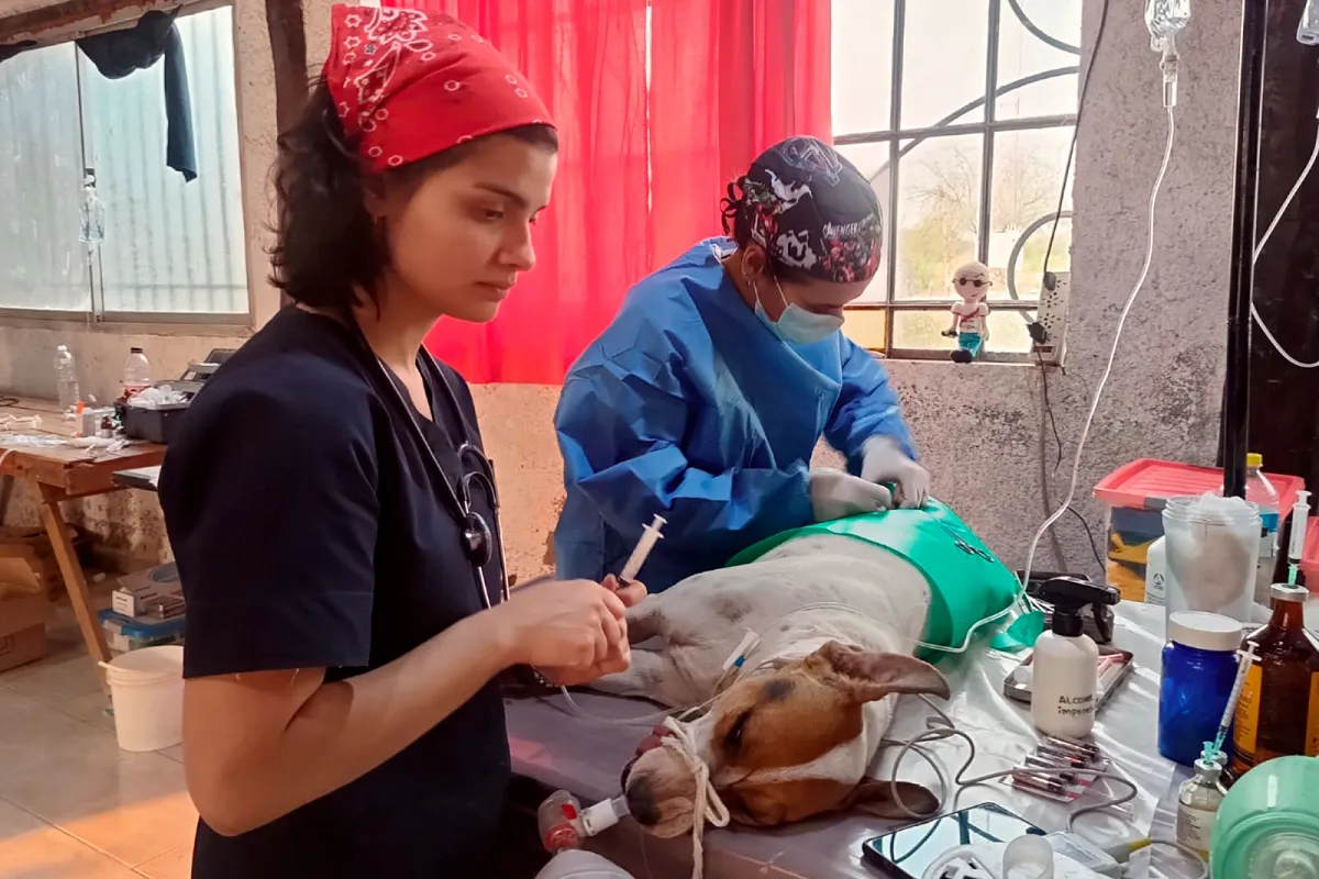 operativo-veterinario-en-el-impenetrable