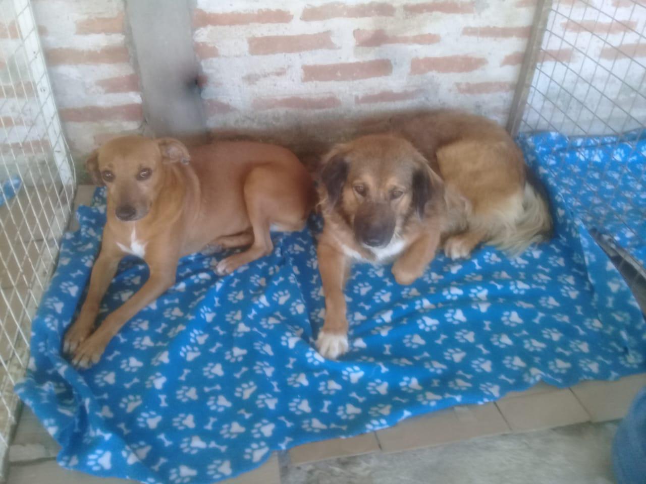 Huellas-Caninas-20-08-09-08