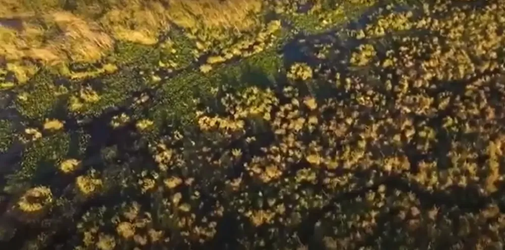 parque-nacional-Ibera1