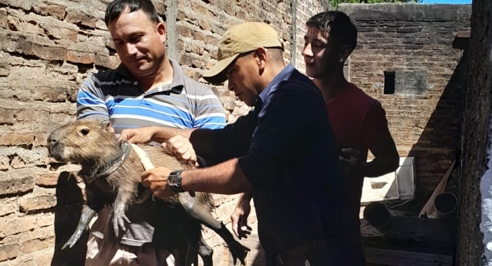 rescatan-carpincho-en-cautiverio