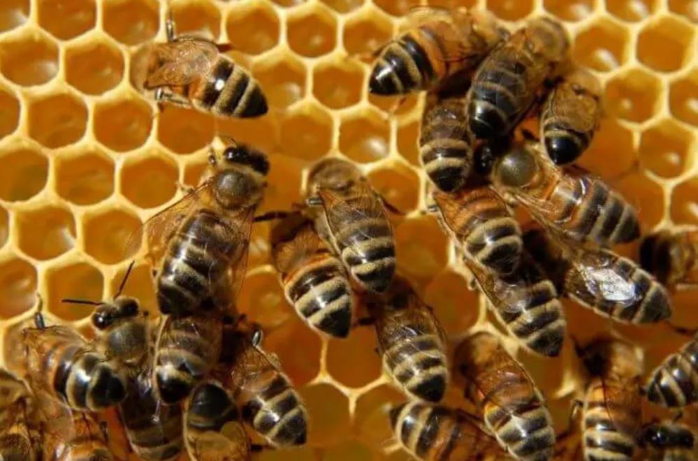 polen-de-abeja_1