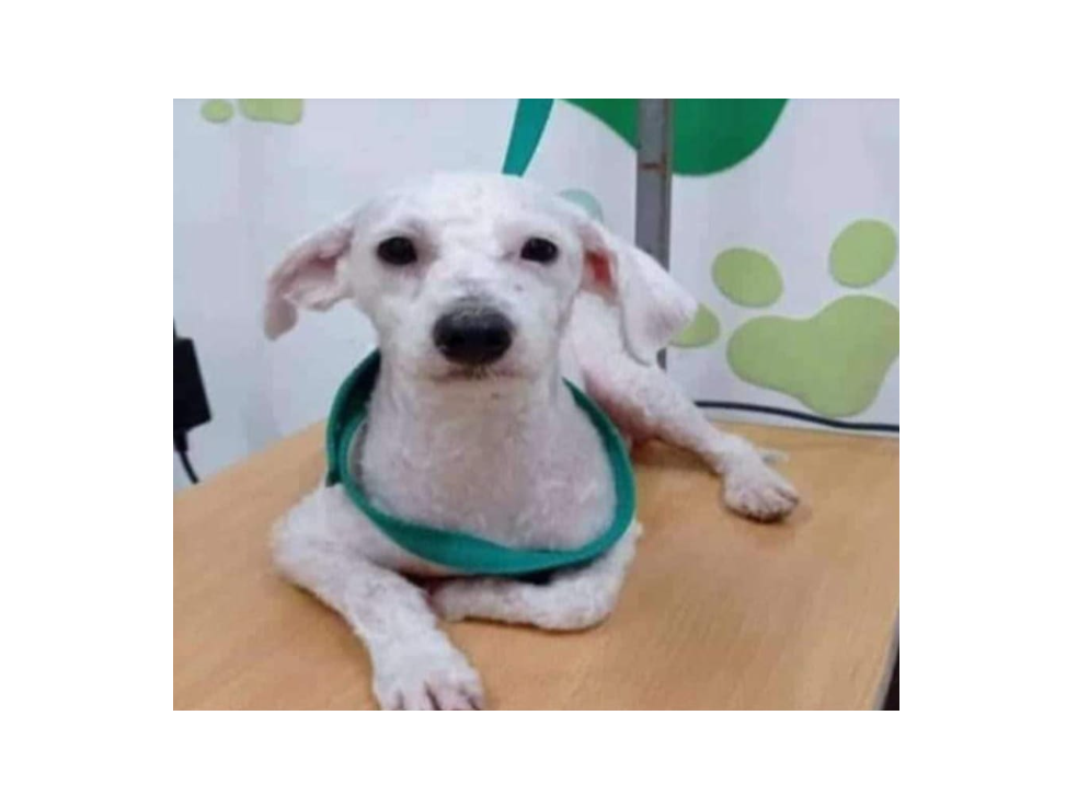 perro-01