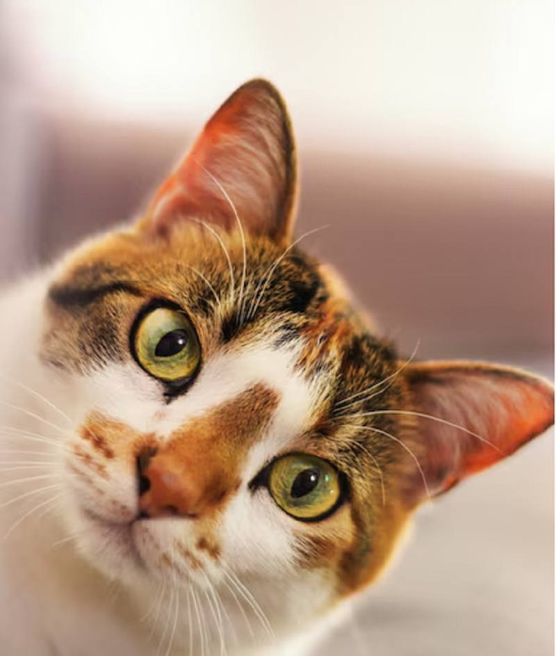 gato_1