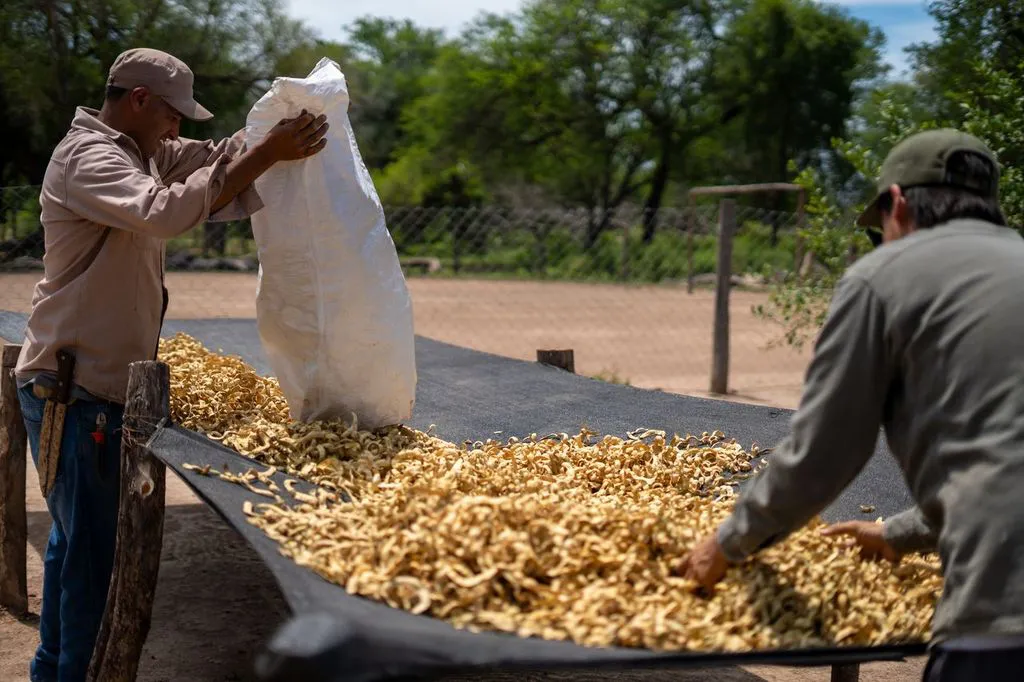 secadero-chaucha-de-algarrobo