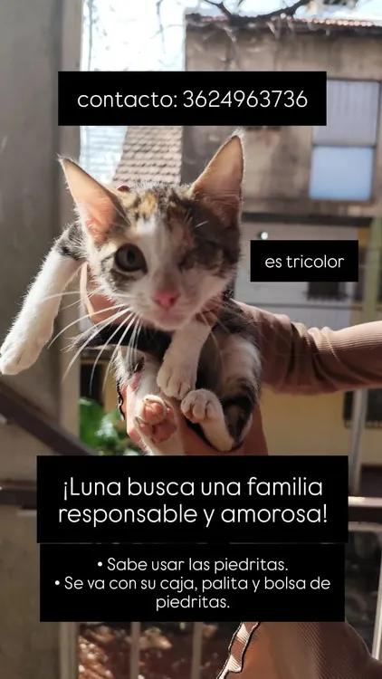 luna-gata-en-adopcion-responsable