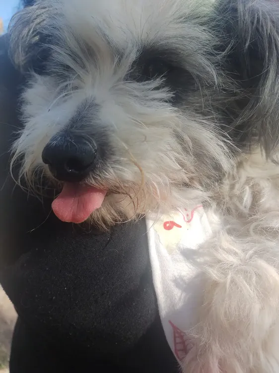 Mision-Animal-Castraciones-24-09-09-03