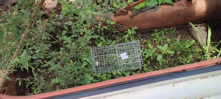 trampa-para-roedores-en-zonas-vulnerables