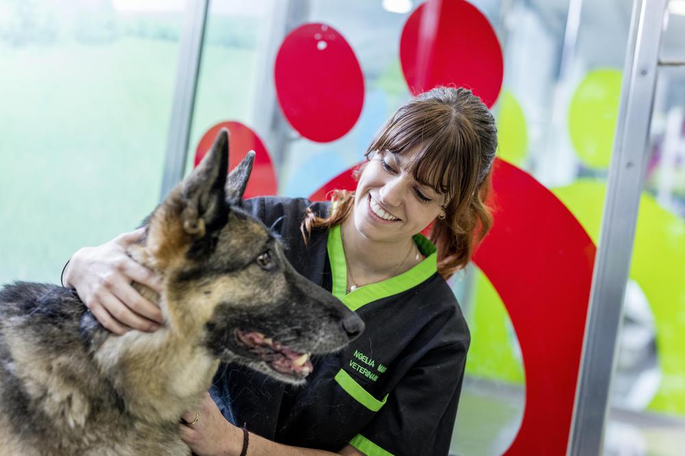 perro-con-veterinario
