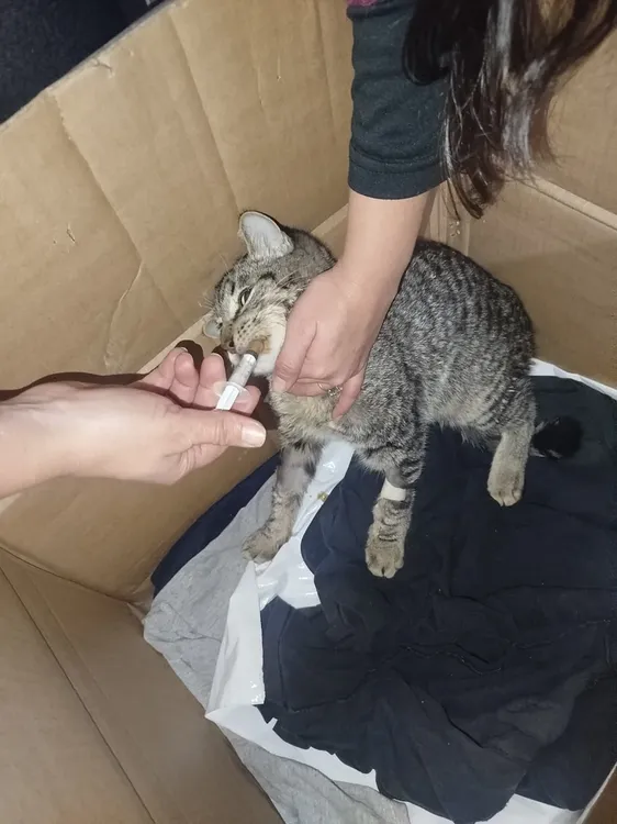 ayuda-urgente-para-gato-Surubi_2