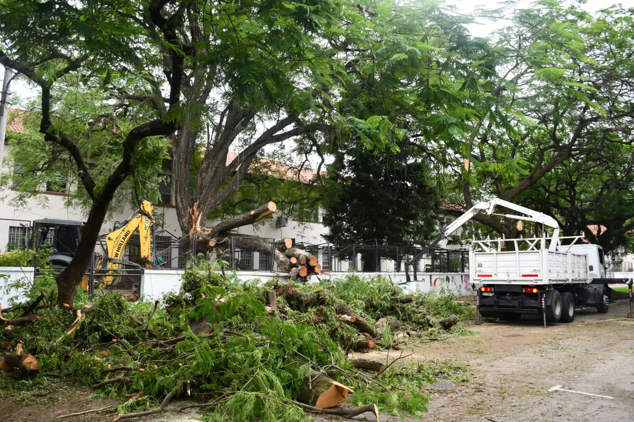 Arboles-caidos-frente-a-la-Escuela-Normal-Sarmiento