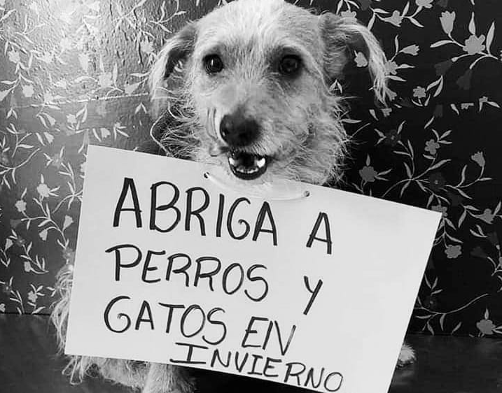 maltrato-animal 2020-08-08 (03)