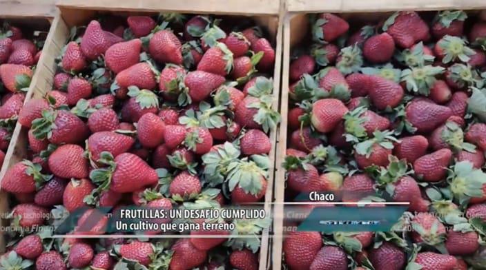 frutillas-1