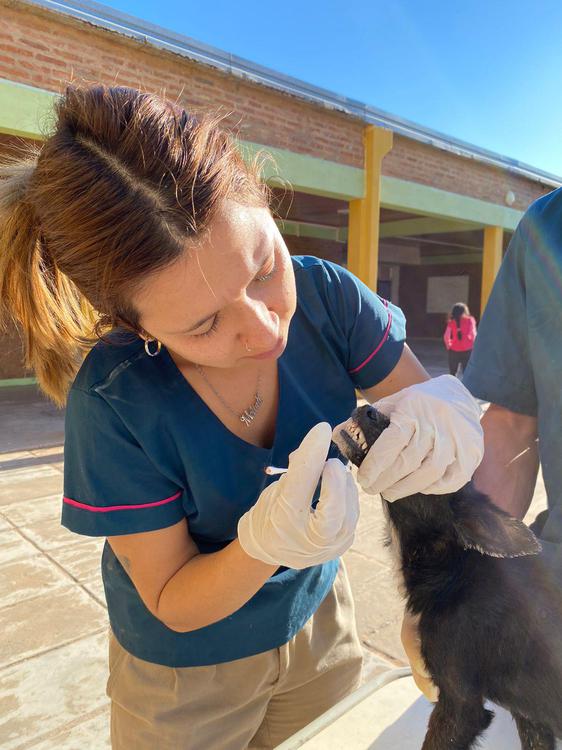 Veterinarios-de-El-Impenetrablel
