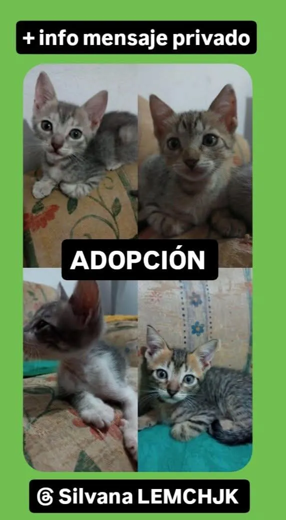 gatos-en-adopcion-1