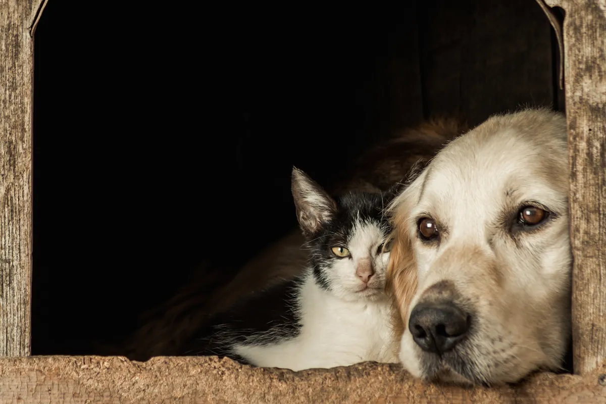 gato-y-perro