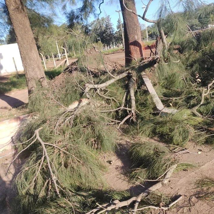 tala-de-arboles-zona-aeropuerto-de-Resistencia_1