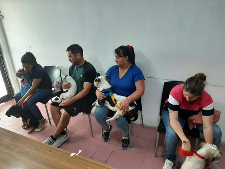 castracion-de-perros-y-gatos_1