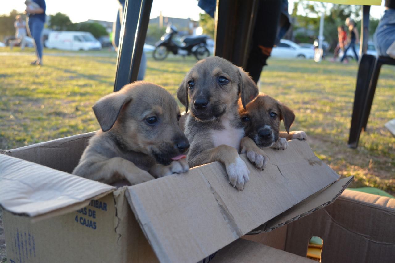 perritos 2020-07-16