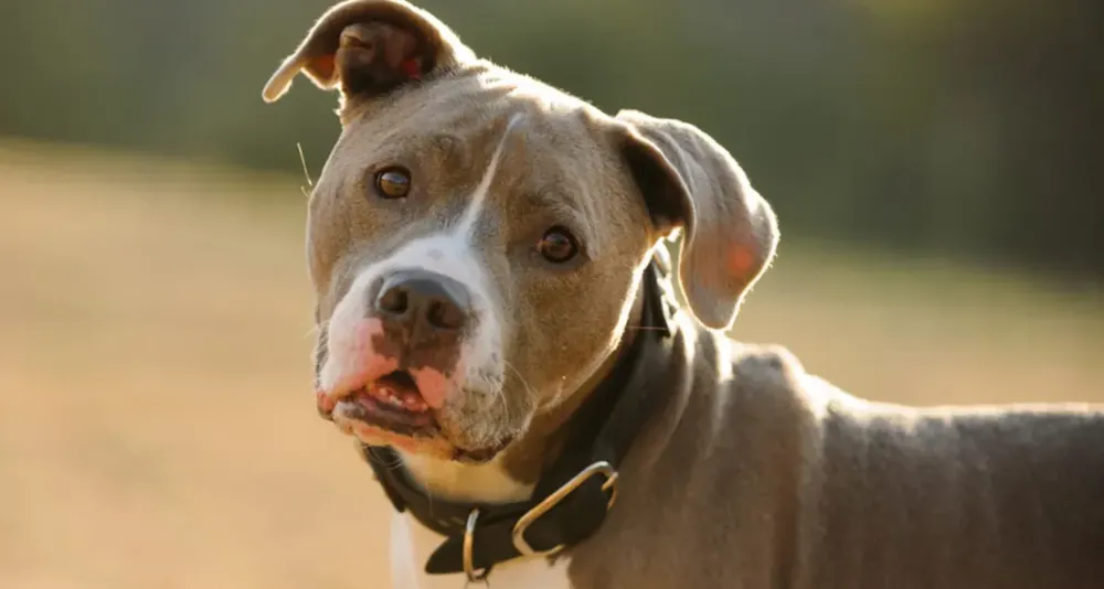 perro-raza-pitbull_1