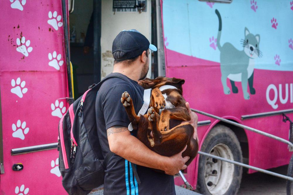 castracion-gratuita-de-mascotas_2