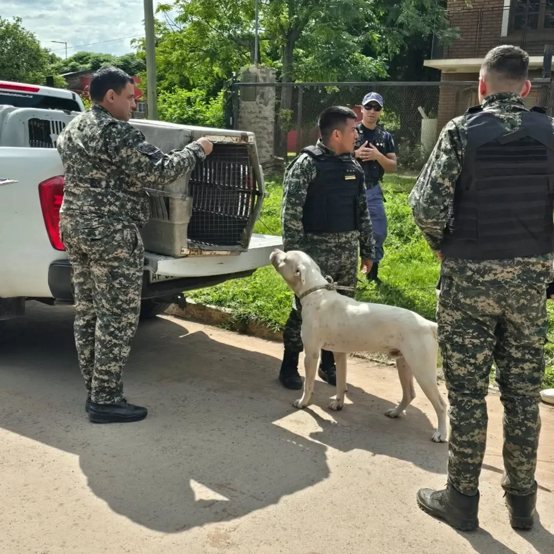 traslado-de-perro-a-predio-rural