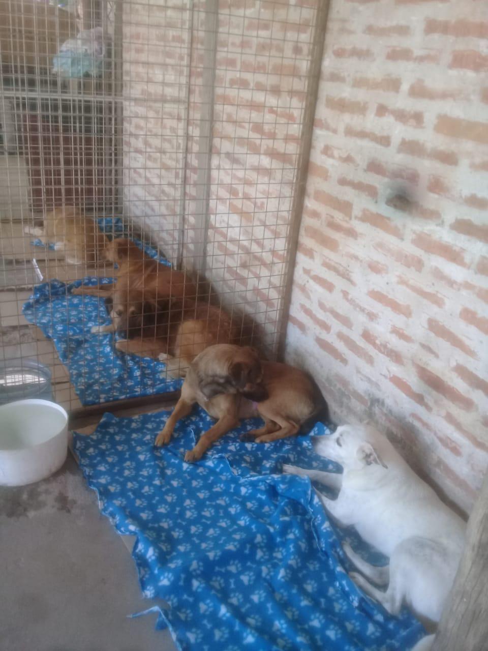 Huellas-Caninas-20-08-09-07