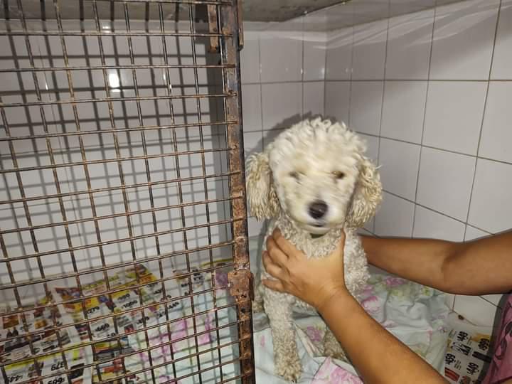 perra-caniche_1