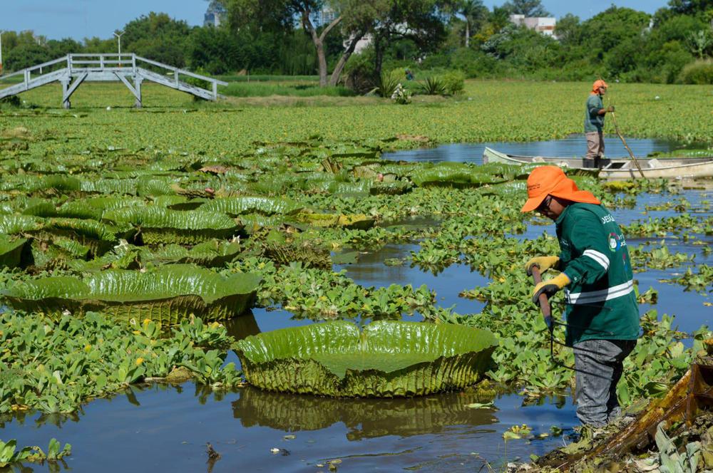 vegetacion-acuatica-en-la-ciudad-de-Resistencia