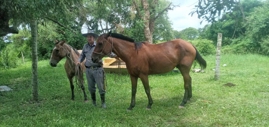 caballos-recuperados-en-el-Paraje-3-Bocas