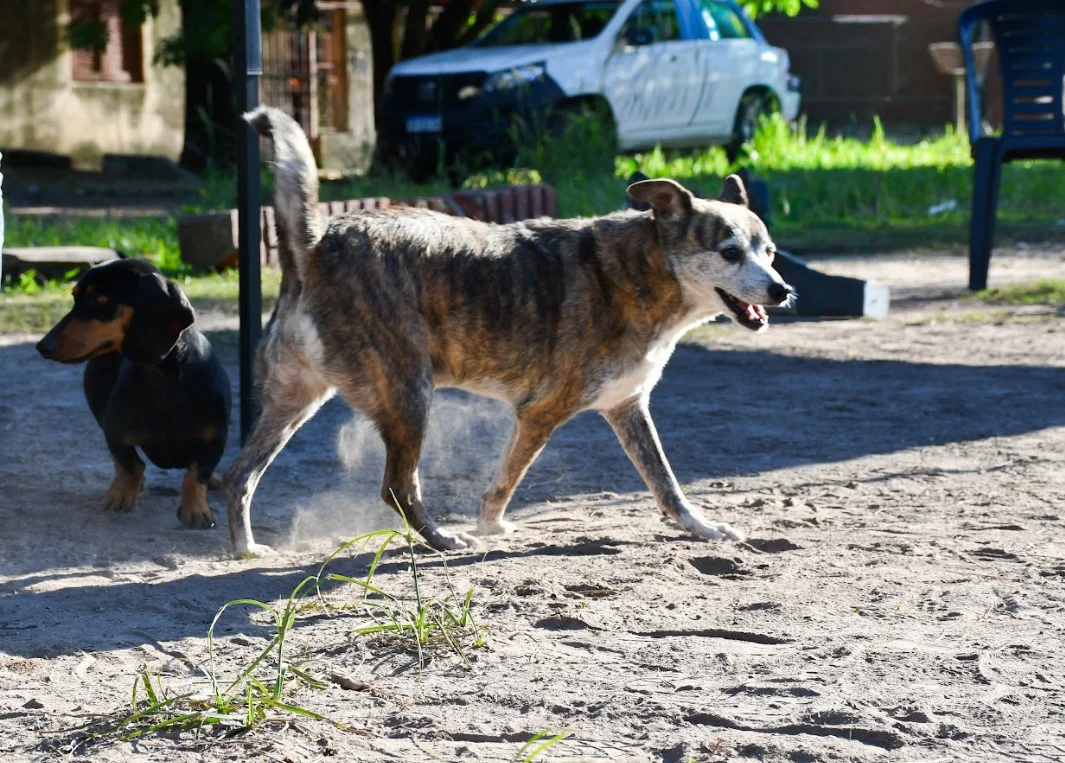 jornada-de-castracion-de-perros-y-gatos-04