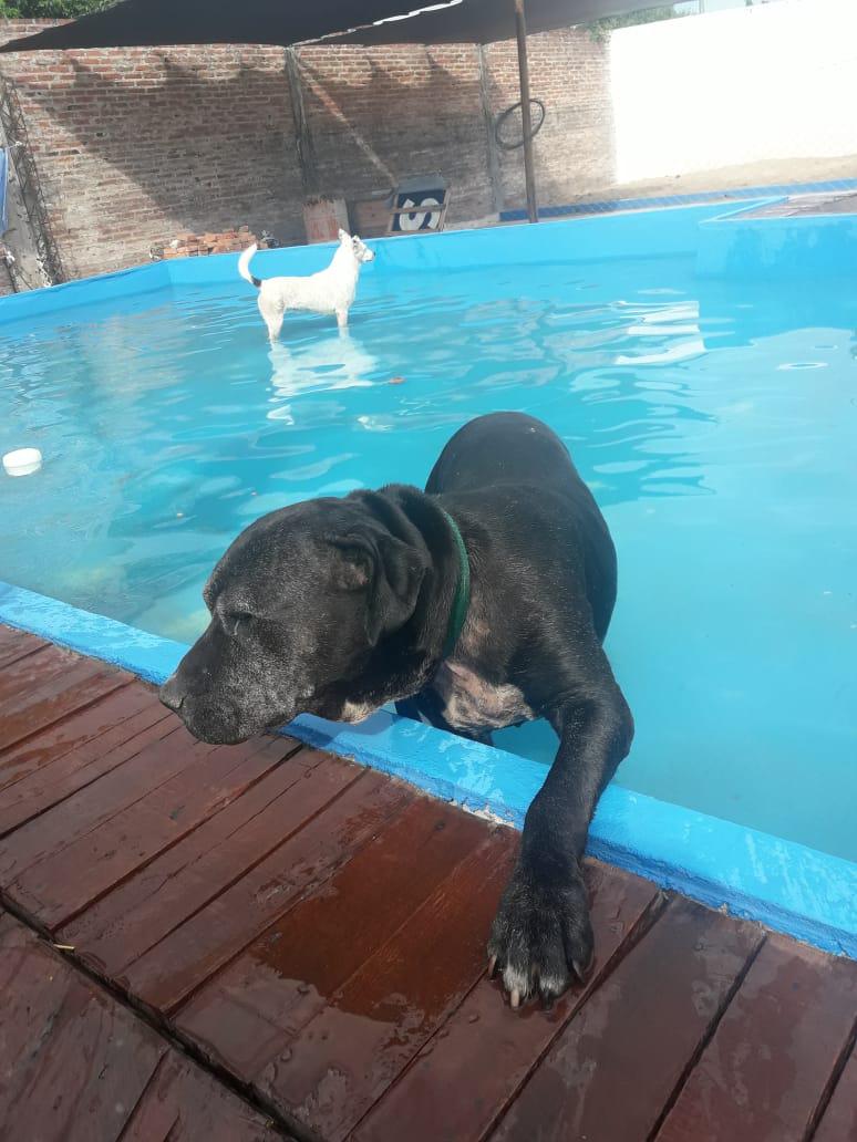 Huellas-Caninas-20-08-09-02
