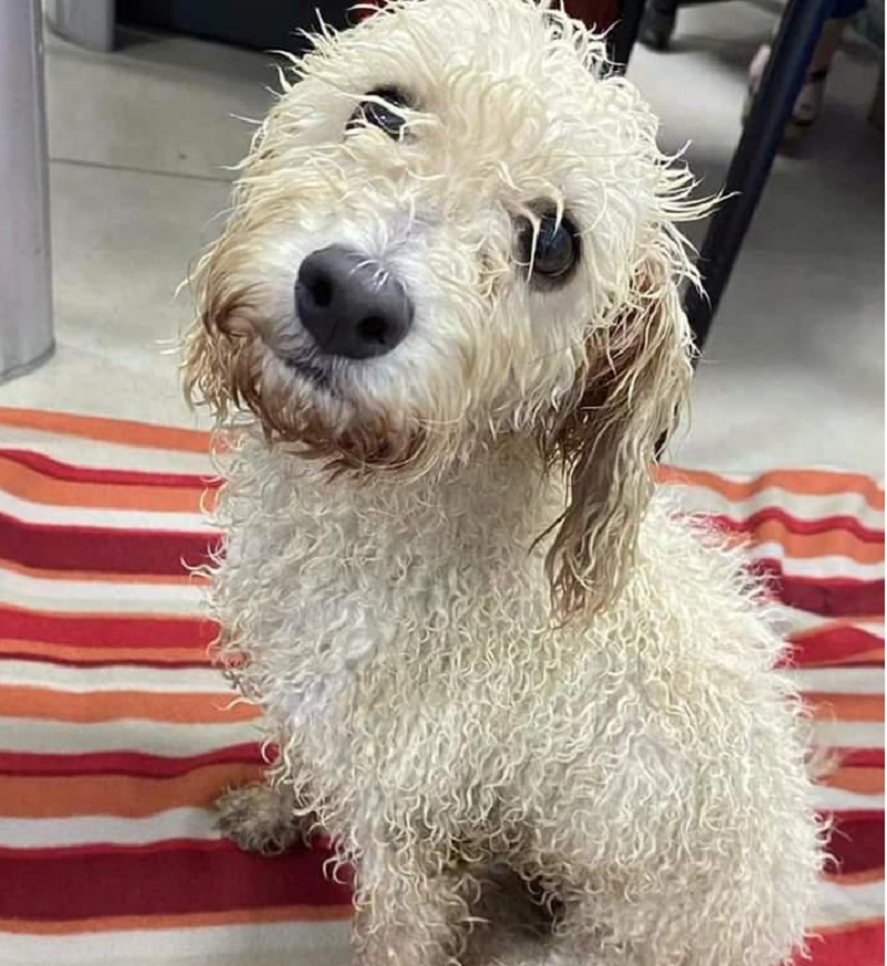 perro-caniche-extraviado-en-la-ciudad-de-Resistencia
