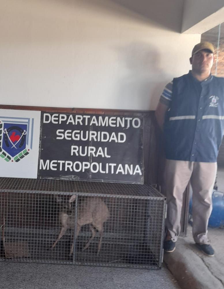 rescate-de-guazuncho