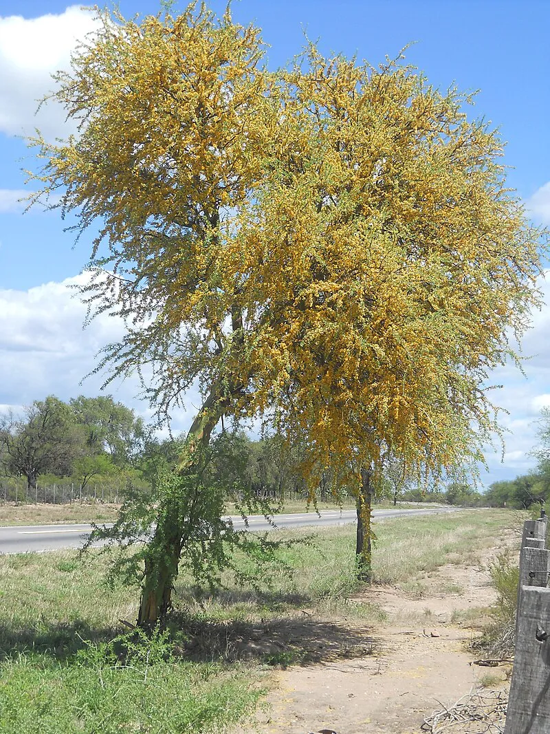 Arbolchañar