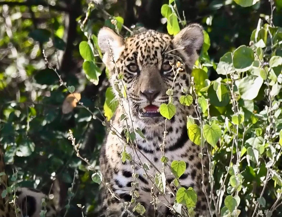 yaguarete-en-el-impenetrable-chaco