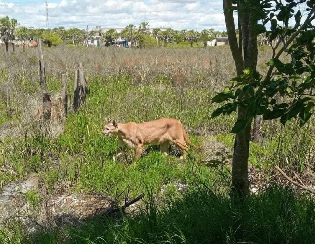 puma-desorientado-en-Puerto-Vilelas-2026-10-26