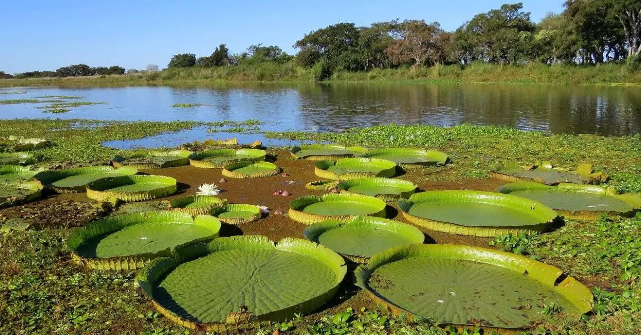 Humedales-Rio- Parana_1