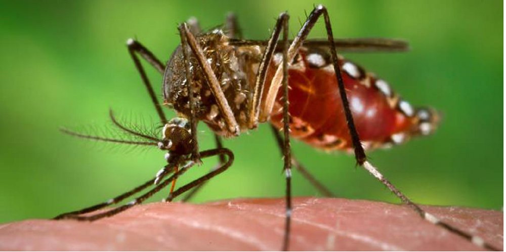 chikungunya-1