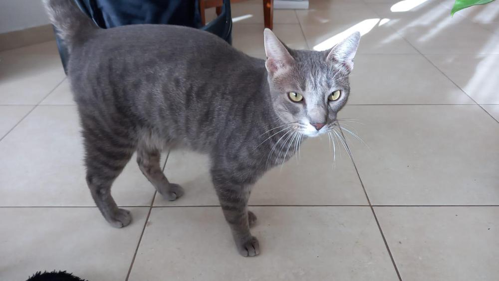 gato_1