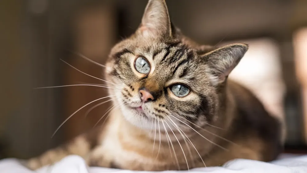 gato_01