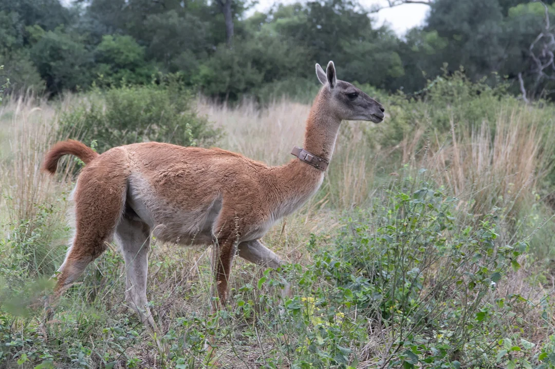 El-Impenetrable - Guanacos- 2026 - lucinda di- martino- (01)