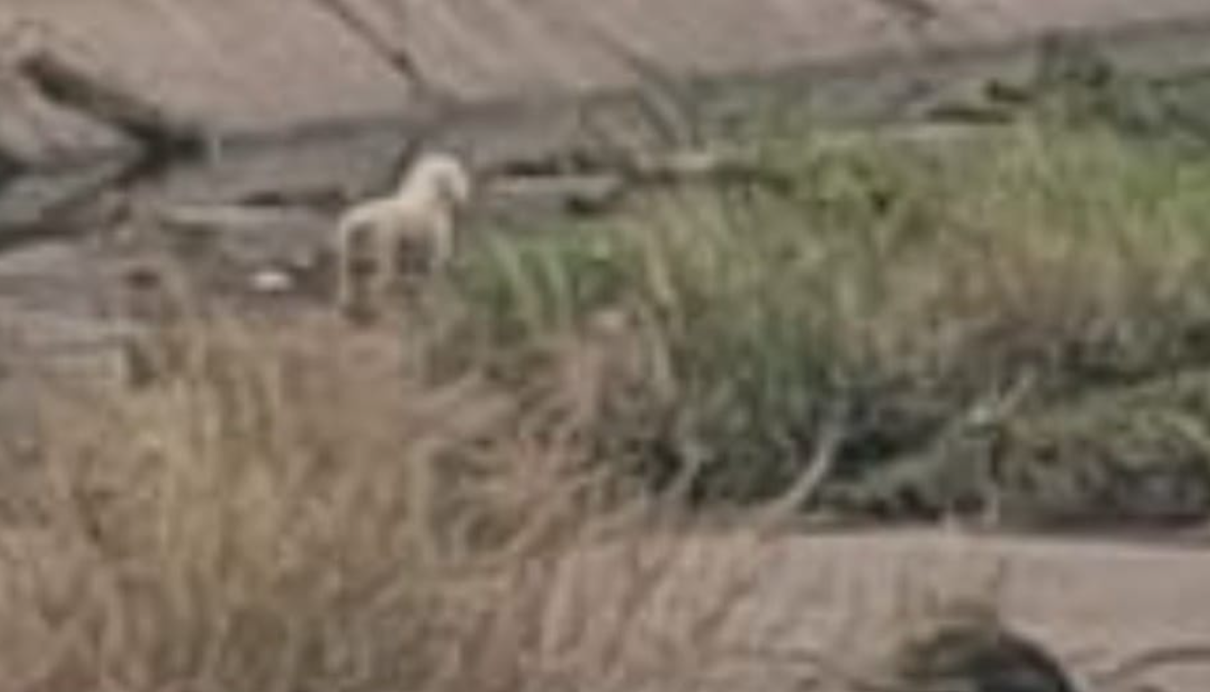 perro-caniche-abandonado-en-Resistencia-Chaco