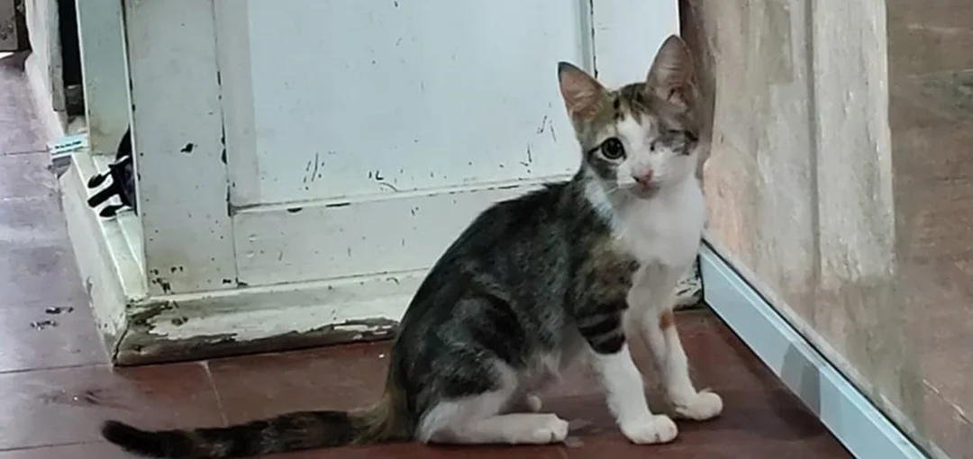 gata-en-adopcion-responsable_1