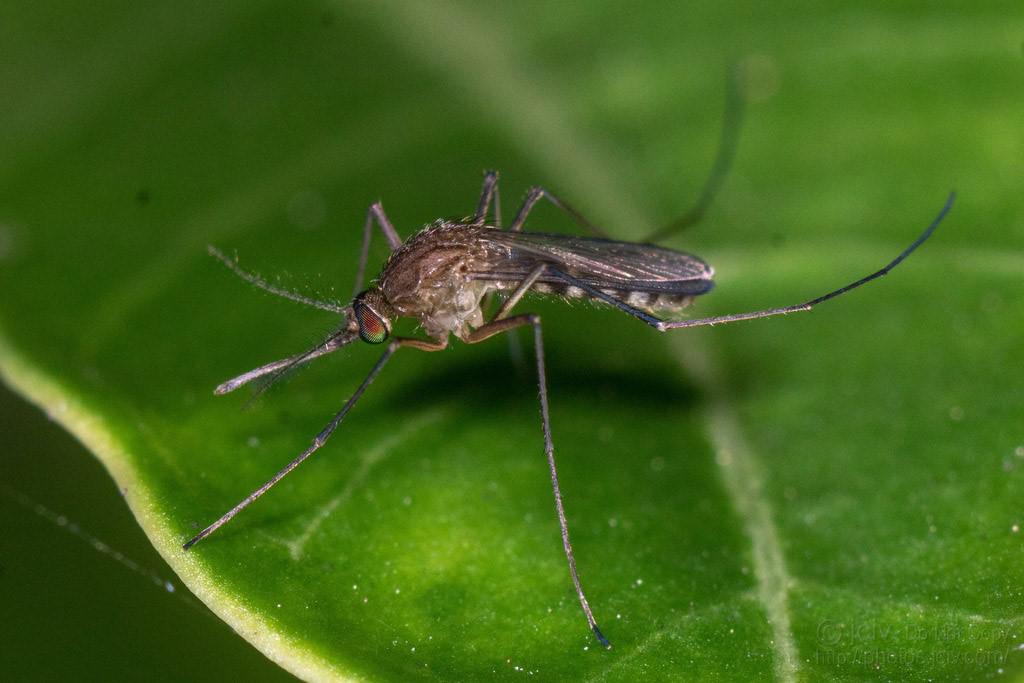 mosquito-subgénero- Melanoconion